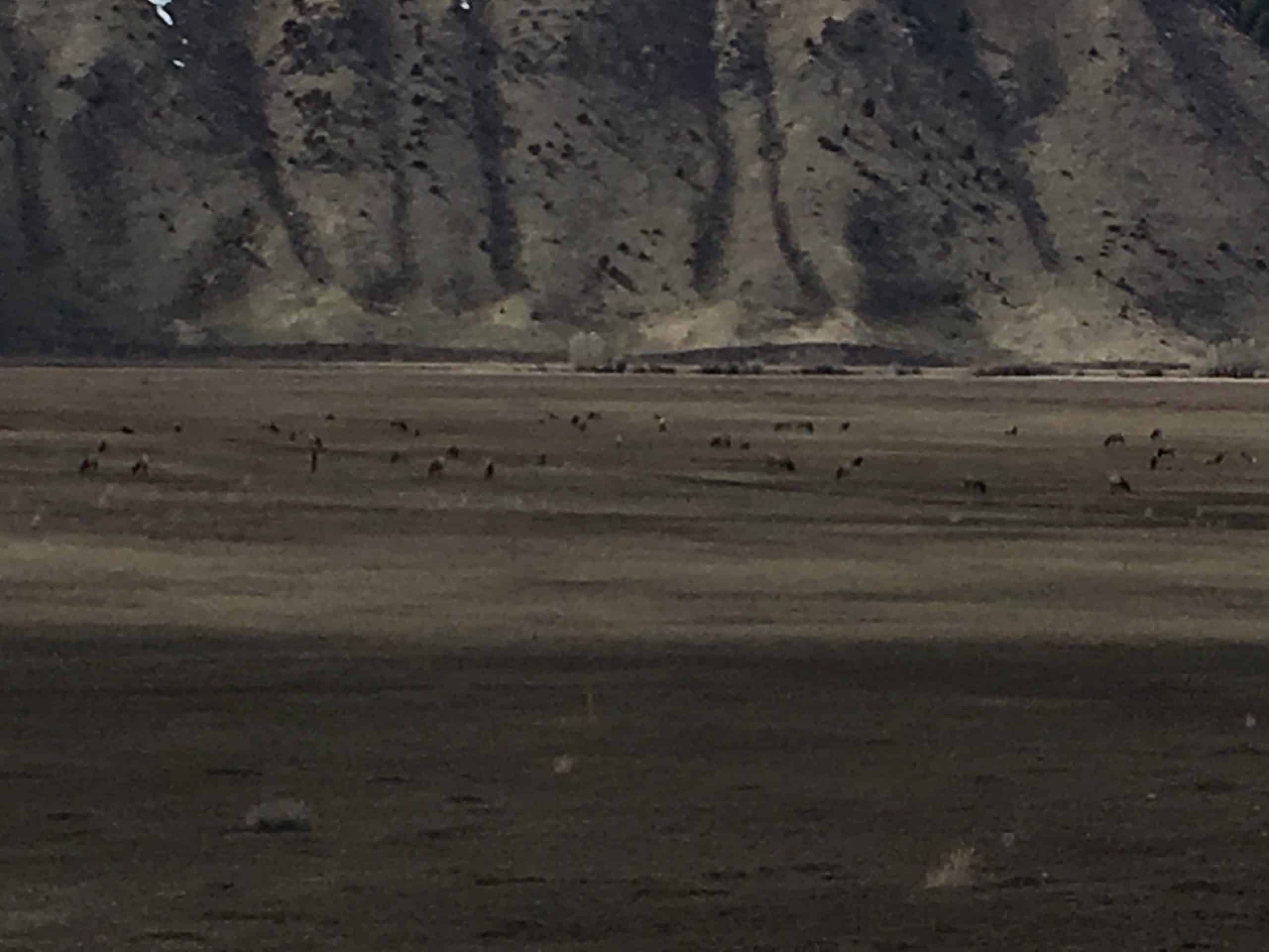 Elk Refuge Jackson Hole WY