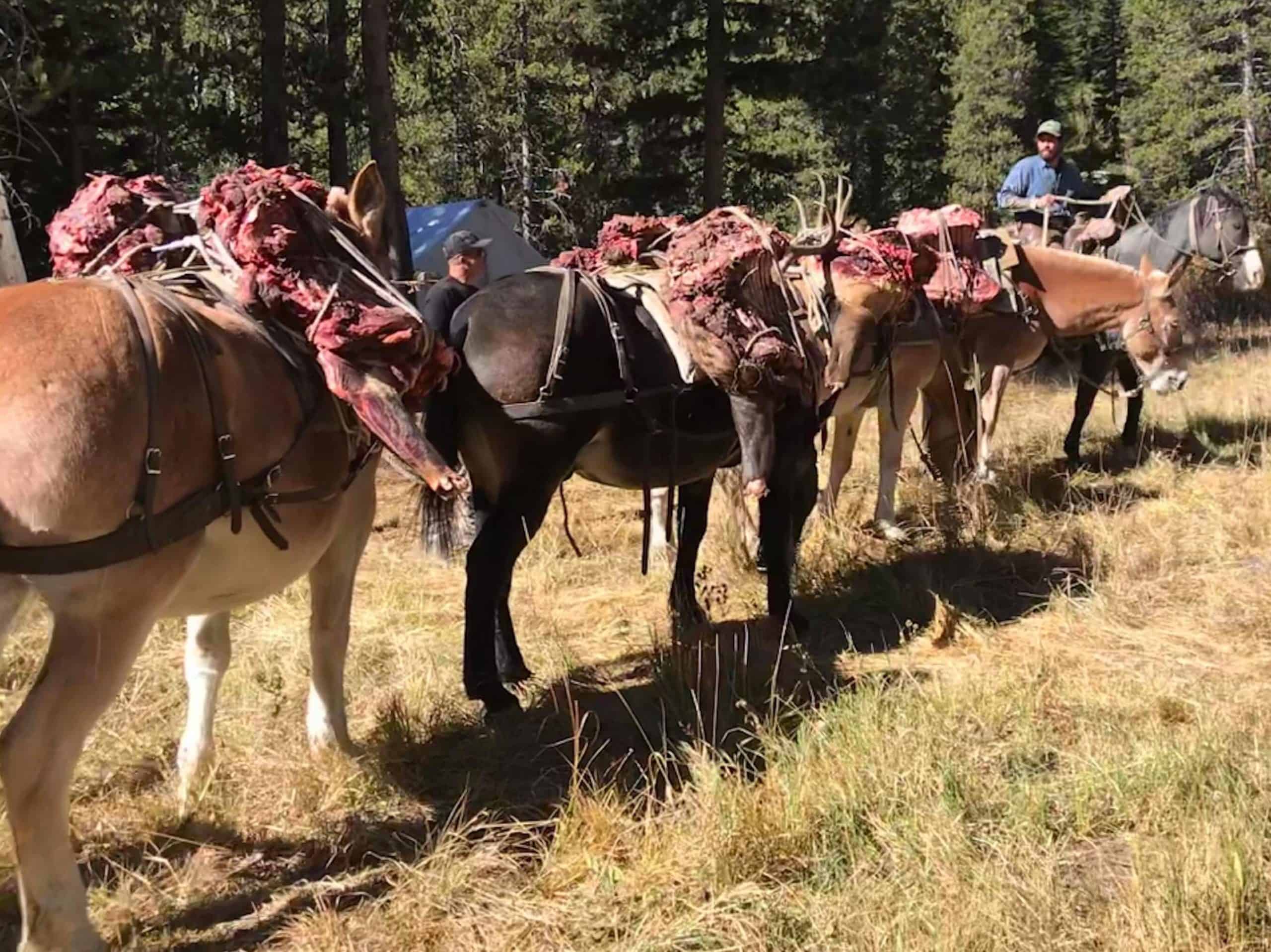 Mule Train