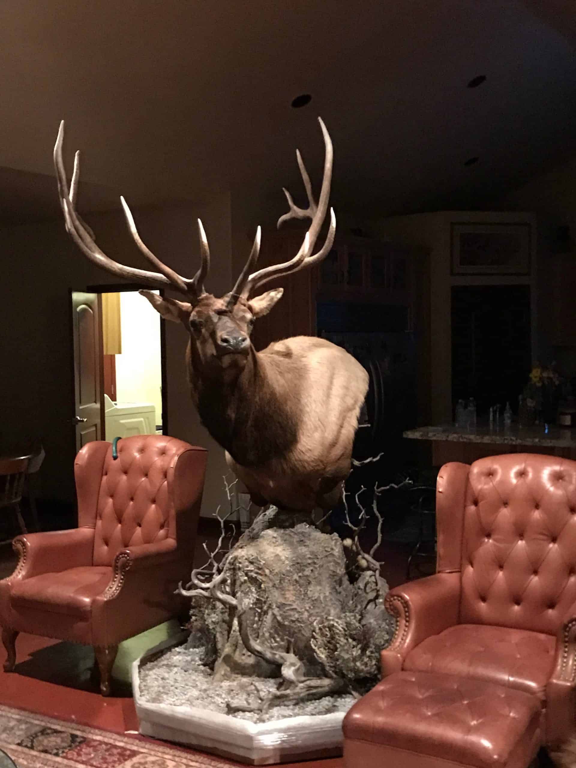 Shoal Creek Outfitters Elk Mount