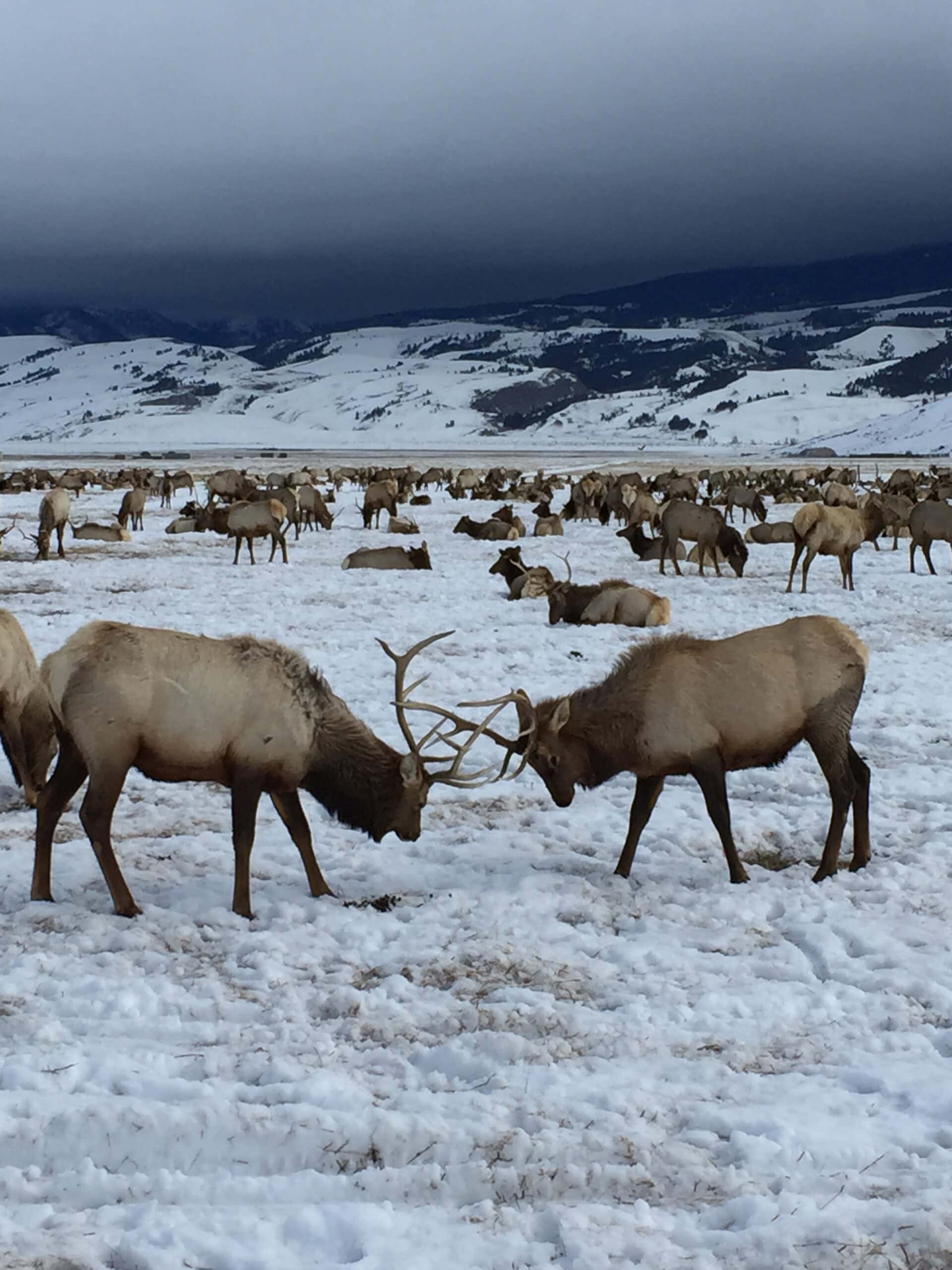 Wyoming Hunting Outfitters Jackson WY